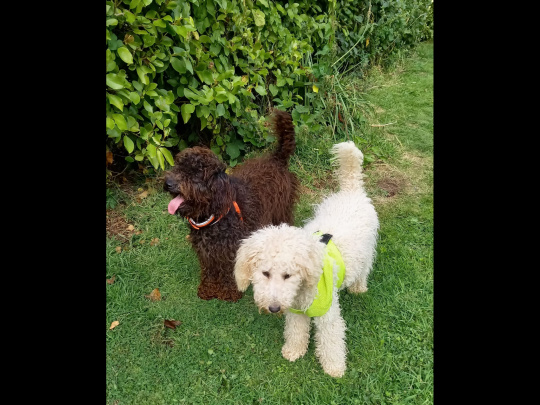 Lovely Labradoodles